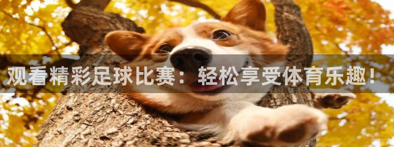 观看精彩足球比赛：轻松享受体育乐趣！