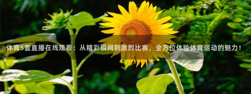 体育5套直播在线观看：从精彩瞬间到激烈比赛，全方位体验体育运动的魅力！