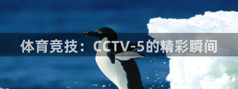 体育竞技：CCTV-5的精彩瞬间