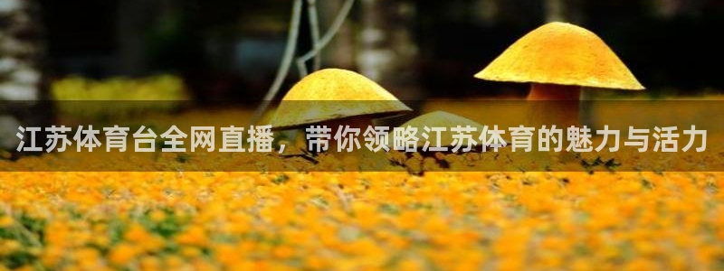 江苏体育台全网直播，带你领略江苏体育的魅力与活力